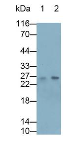 Artemin Polyclonal Antibody