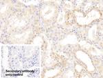 AHR Antibody in Immunohistochemistry (Paraffin) (IHC (P))