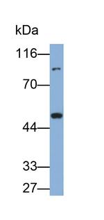 AHR Antibody in Western Blot (WB)