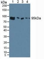 AHR Antibody in Western Blot (WB)