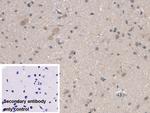 BMAL1 Antibody in Immunohistochemistry (Paraffin) (IHC (P))