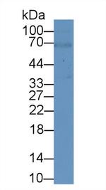 BMAL1 Antibody in Western Blot (WB)