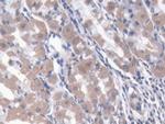 NARS Antibody in Immunohistochemistry (Paraffin) (IHC (P))