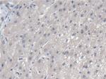 NARS Antibody in Immunohistochemistry (Paraffin) (IHC (P))