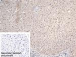 NARS Antibody in Immunohistochemistry (Paraffin) (IHC (P))