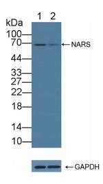 NARS Antibody in Western Blot (WB)
