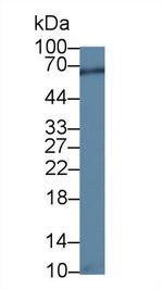 NARS Antibody in Western Blot (WB)