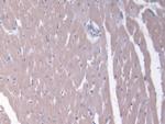 MRP6 Polyclonal Antibody