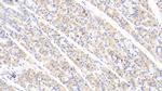 ABCF1 Polyclonal Antibody