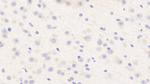 Aurora C Polyclonal Antibody