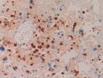 Azurocidin Polyclonal Antibody