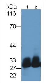 Azurocidin Antibody in Western Blot (WB)