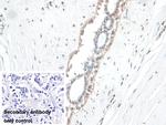 BANF1 Antibody in Immunohistochemistry (Paraffin) (IHC (P))
