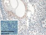 BANF1 Antibody in Immunohistochemistry (Paraffin) (IHC (P))