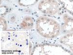 BANF1 Antibody in Immunohistochemistry (Paraffin) (IHC (P))