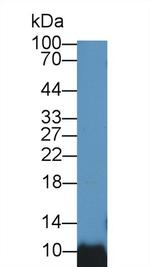BANF1 Antibody in Western Blot (WB)