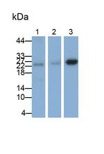 Bcl-2 Antibody in Western Blot (WB)
