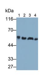 Beclin 1 Antibody in Western Blot (WB)