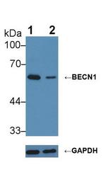 Beclin 1 Antibody in Western Blot (WB)