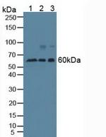 Beclin 1 Antibody in Western Blot (WB)