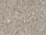 UPB1 Antibody in Immunohistochemistry (Paraffin) (IHC (P))