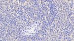 BID Antibody in Immunohistochemistry (Paraffin) (IHC (P))