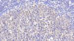 Biliverdin Reductase Antibody in Immunohistochemistry (Paraffin) (IHC (P))