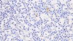 Biliverdin Reductase Antibody in Immunohistochemistry (Paraffin) (IHC (P))