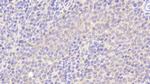 Biliverdin Reductase Antibody in Immunohistochemistry (Paraffin) (IHC (P))