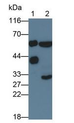 Biliverdin Reductase Antibody in Western Blot (WB)