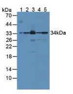 Biliverdin Reductase Antibody in Western Blot (WB)
