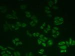 BLVRB Antibody in Immunocytochemistry (ICC/IF)