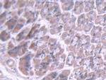 BMPER Polyclonal Antibody