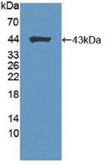 Brevican Antibody in Western Blot (WB)