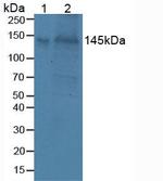 Brevican Antibody in Western Blot (WB)