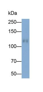 CDH16 Antibody in Western Blot (WB)