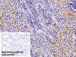 CAMLG Antibody in Immunohistochemistry (Paraffin) (IHC (P))