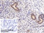 CAMLG Antibody in Immunohistochemistry (Paraffin) (IHC (P))