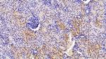 CAMLG Antibody in Immunohistochemistry (Paraffin) (IHC (P))