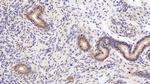 CAMLG Antibody in Immunohistochemistry (Paraffin) (IHC (P))