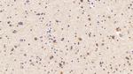 CAMLG Antibody in Immunohistochemistry (Paraffin) (IHC (P))