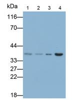 CAMLG Antibody in Western Blot (WB)