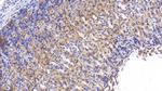 CaMKII gamma Antibody in Immunohistochemistry (Paraffin) (IHC (P))