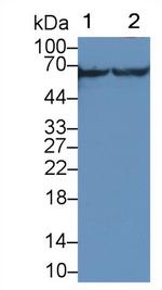 CaMKII gamma Antibody in Western Blot (WB)