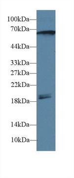 CaMKII gamma Polyclonal Antibody