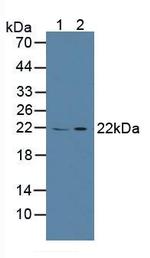 CAPS Antibody in Western Blot (WB)