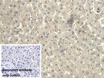 CALML3 Antibody in Immunohistochemistry (Paraffin) (IHC (P))