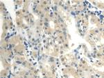 CALML3 Antibody in Immunohistochemistry (Paraffin) (IHC (P))