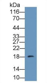 CALML3 Antibody in Western Blot (WB)