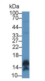 CALML5 Antibody in Western Blot (WB)